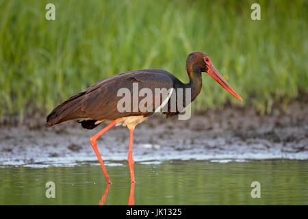 Black stork ciconia nigra, Schwarzstorch (ciconia nigra) Stock Photo