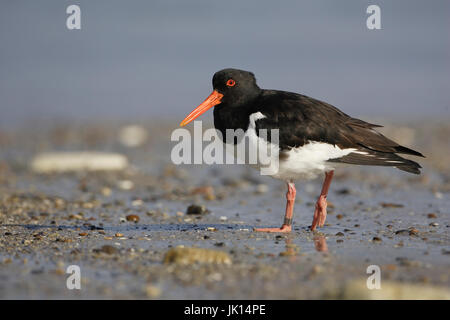 Oystercatcher, Haematopus ostralegus,, Austernfischer Stock Photo