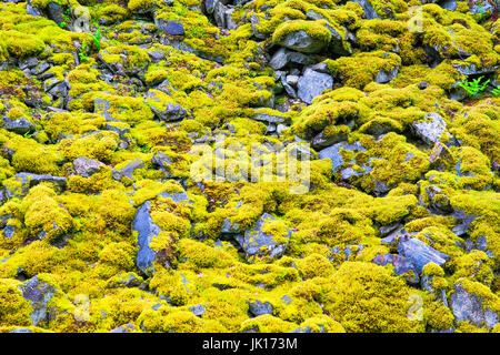 Moss-covered stone Stock Photo