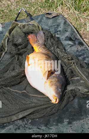 Common carp, Cyprinus carpio, after being landed on the bank of a Yeadon Tarn, Leeds, West Yorkshire, UK Stock Photo