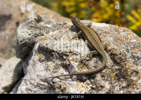 Female common or viviparous lizard, (Zootoca vivipara) which is a Eurasian lizard as found in northern Spain.