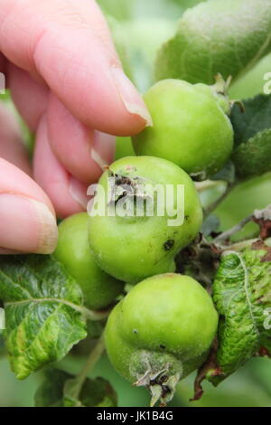 Gardener thinning young Bramley Seedling apples (malus domestica) in summer to encourage good size, healthy fruits, English garden, UK Stock Photo
