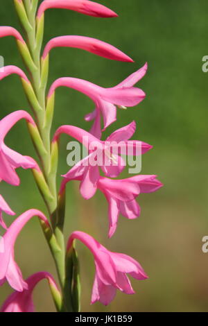 Watsonia hybrid 'Tresco Dwarf Pink', flowering in an English garden border in summer Stock Photo