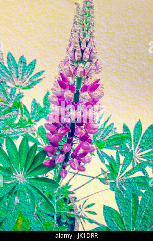 Artistic background with lupin blossom Stock Photo