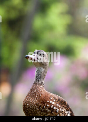 Low angel shot of one brown female duck walking outside at springtime. Stock Photo