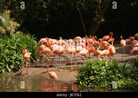 Large group of pink flamingos walking around on the riverside at daytime drinking water in the sun. Stock Photo