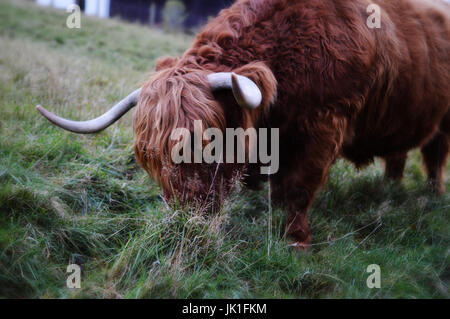 // Highland Cow Grazing on Grass. Gazing at a fascinating large silky Highland Cow grazing on some grass one Scottish winter's day.