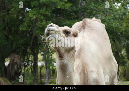 A Bactrian camel, Camelus bactrianus, feeding in a zoo. Stock Photo