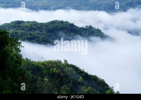 White clouds of mist hovering low between green trees in the early forest morning. Stock Photo