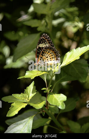 Orange white black colorful butterfly resting on green leaves in the sun. Stock Photo