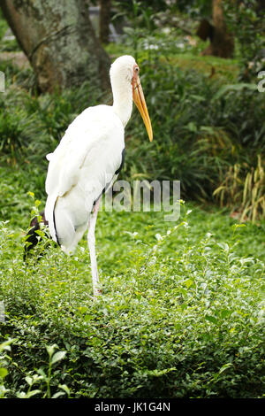 Yellow Billed Stork Standing on one Leg Tanzania East Africa Stock ...