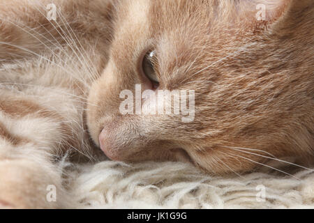 Three Month Old light ginger Kitten Surrey England Stock Photo