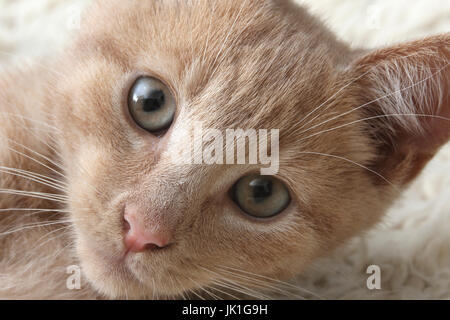 Three Month Old light ginger Kitten Surrey England Stock Photo