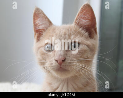 Portrait of three Month Old light ginger kitten Surrey England Stock Photo