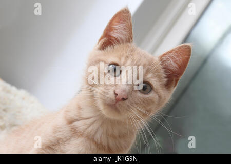 Portrait of three Month Old light ginger Kitten Surrey England Stock Photo