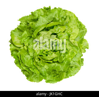 Butterhead lettuce from above. Also Boston or Bibb lettuce. Round lettuce. A green head salad with loose arrangement of leaves. Lactuca sativa. Stock Photo