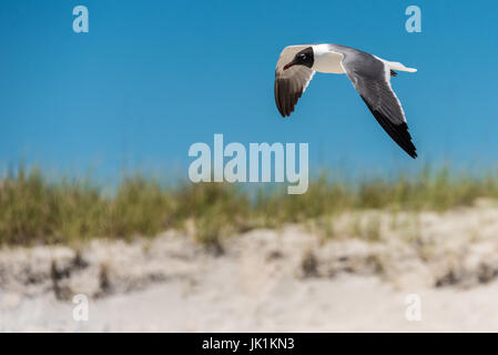 Laughing gull (Leucophaeus atricilla) in flight along the beach on Amelia Island in Northeast Florida. (USA) Stock Photo