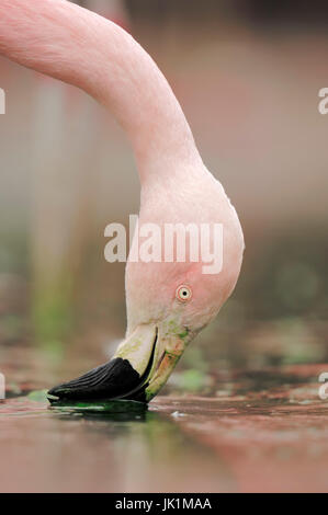 Chilean Flamingo / (Phoenicopterus chilensis) | Chile-Flamingo / (Phoenicopterus chilensis) / Chileflamingo Stock Photo