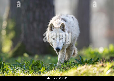 wolf in the forest Stock Photo