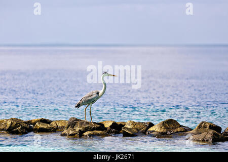 A beautiful grey heron walking at the beach in Maldives. Stock Photo