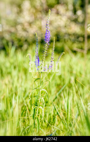 Pseudolysimachion longifolium (Veronica longifolia) also known as garden speedwell or longleaf speedwell, growing in the meadow under the warm summer  Stock Photo