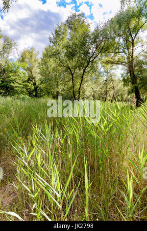 Young phragmites australis plants, also known as common reeds, without flowers, close to the Dnieper river in summer Stock Photo