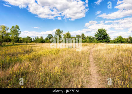 Galium verum, also known as lady's bedstraw or yellow bedstraw, in the meadow at the edge of the forest, under a cloudy summer sky, in Kiev, Ukraine Stock Photo