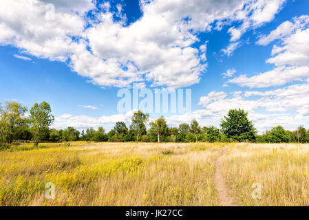 Galium verum, also known as lady's bedstraw or yellow bedstraw, in the meadow at the edge of the forest, under a cloudy summer sky, in Kiev, Ukraine Stock Photo