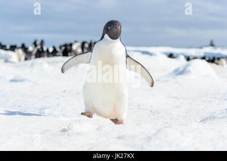 Adelie penguin in Antarctica walking towards the camera Stock Photo