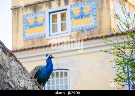 Peacock on a wall in Lisbon with traditional house in the background, Portugal Stock Photo