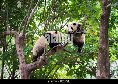 Two giant panda cubs playing in a tree Stock Photo