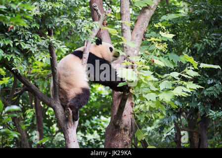 Giant panda climbing a tree, Chengdu, Sichuan Province, China Stock Photo