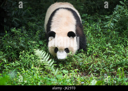 Giant panda cub walking in the grass, Chengdu, Sichuan Province, China Stock Photo