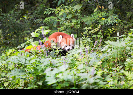 Red panda looking at a flower in the forest, Chengdu, Sichuan Province, China Stock Photo