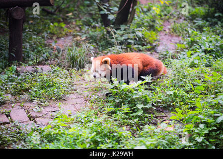 Red panda walking in the forest,  Chengdu, Sichuan Province, China Stock Photo