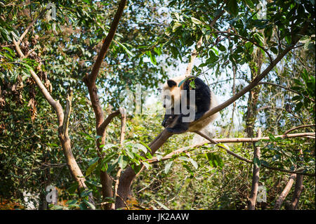 Young panda sleeping in a tree, Chengdu, Sichuan Province, China Stock Photo