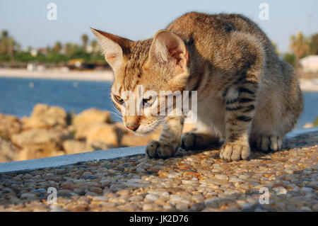 Cat on a stone wall Stock Photo