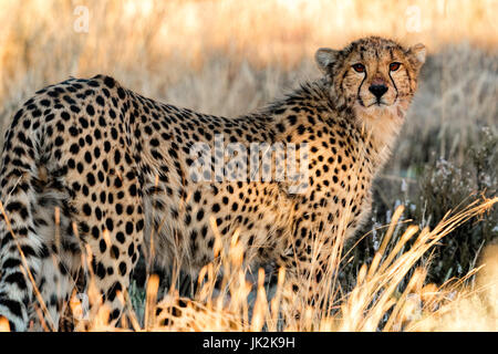 Large Cheetah (Acinonyx jubatus) in long grass, Mountain Zebra National Park, South Africa Stock Photo