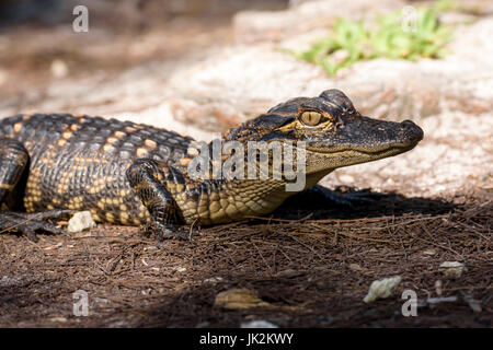 American alligator (Alligator mississippiensis) hatchling, Big Cypress Bend, Fakahatchee Strand, Florida, USA Stock Photo