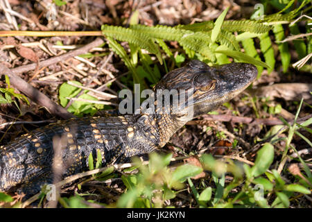 American alligator (Alligator mississippiensis) hatchling, Shark Valley, Everglades National Park, Florida, USA Stock Photo