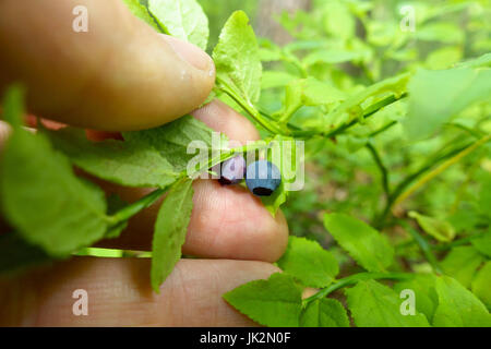 Collecting blueberry from a bush Stock Photo