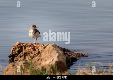 A Spotted Sandpiper on a shore line. Stock Photo