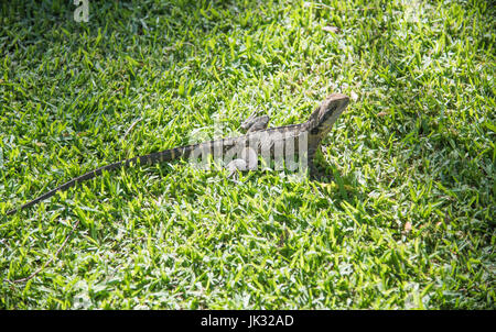 Australian Water Dragon isolated on green grass in Sydney, Australia. Stock Photo