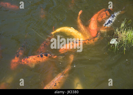 Variety of vibrant coloured Koi carp swimming in pond. Stock Photo
