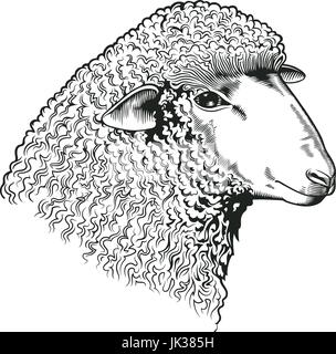 Head of sheep drawn in etching style. Farmed ruminant animal isolated on white background. Vector illustration for farm market identity, butchery and woolen products logo, advertisement, banner. Stock Vector