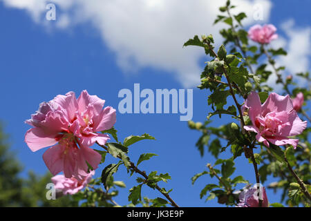 Pink Rose of Sharon blossoms stand out against a blue sky with white clouds. Stock Photo