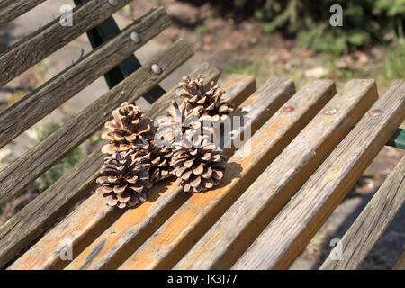 Dry fir cones on a wooden bench. Stock Photo