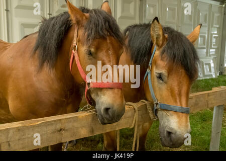 Close up of two Ardennais horses originating from the Ardennes area in Belgium, Luxembourg and France. Stock Photo