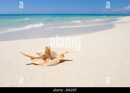 Seashell on ocean beach Stock Photo