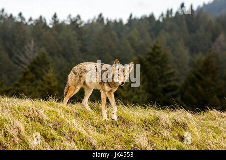 Coyote walking on hill Stock Photo